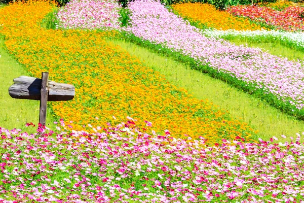 Цветные розовые осенние хризантемы в саду — стоковое фото