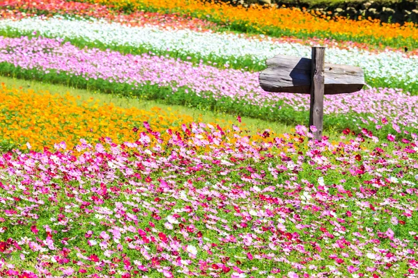Barevné růžová podzimní chryzantémy v zahradě — Stock fotografie