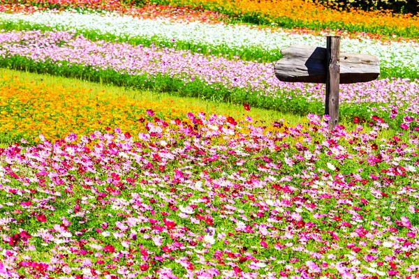 Barevné růžová podzimní chryzantémy v zahradě — Stock fotografie