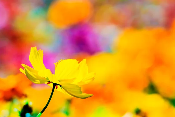 Kleurrijke roze herfst chrysant in de tuin — Stockfoto