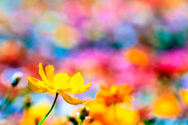 Kleurrijke roze herfst chrysant in de tuin — Stockfoto