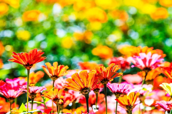 Färgglad rosa höstens krysantemum i trädgården — Stockfoto