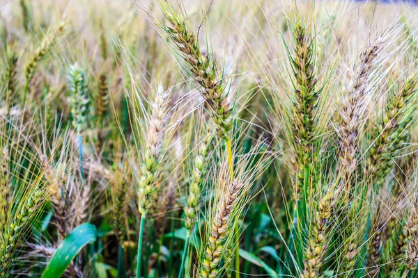 Un campo di grano, coltura fresca di grano — Foto Stock