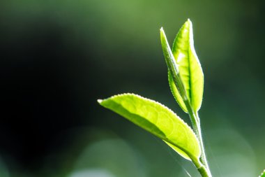 yeşil çay yaprakları kapatmak