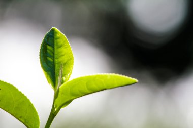 yeşil çay yaprakları kapatmak