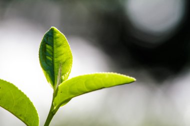 yeşil çay yaprakları kapatmak