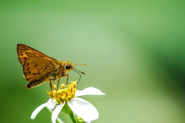 Vlinder op de bloem — Stockfoto