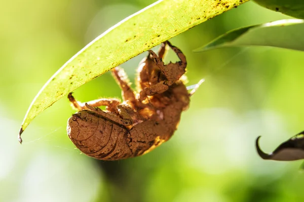 Close up van cicade slough — Stockfoto