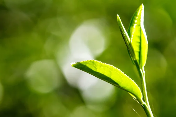 Chiudere foglie di tè verde — Foto Stock