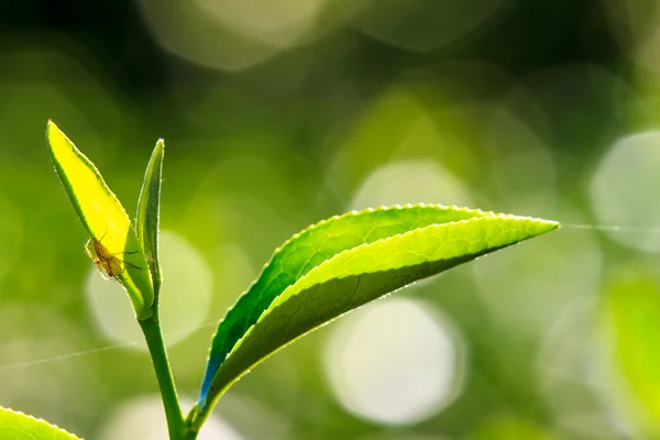 緑の茶葉を閉じる — ストック写真