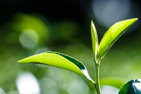 緑の茶葉を閉じる — ストック写真