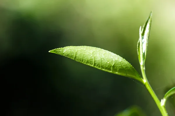 Close-up van groene theebladeren — Stockfoto