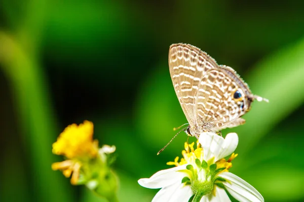 Fjäril på blomman — Stockfoto