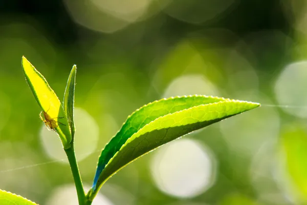 Chiudere foglie di tè verde — Foto Stock