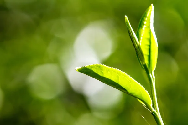 Cerrar hojas de té verde — Foto de Stock