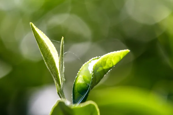 緑の茶葉を閉じる — ストック写真