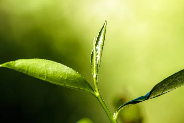 Close up green tea leaves — Stock Photo, Image