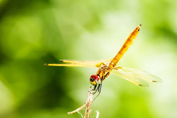 Libelle mit schönem Flügel — Stockfoto
