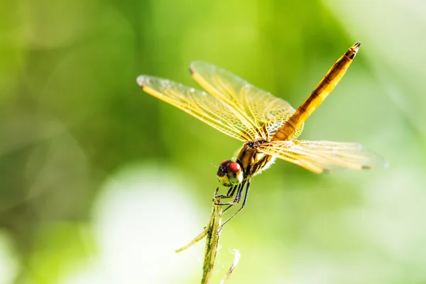 Dragonfly with beautiful wing — Stock Photo, Image