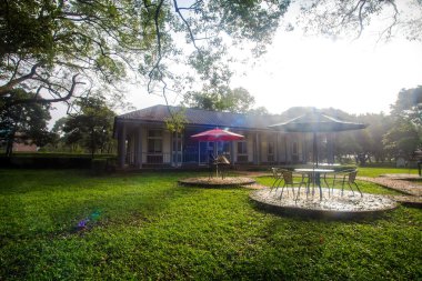 Güzel park ağaç
