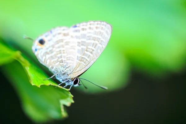 Mariposa en flor —  Fotos de Stock