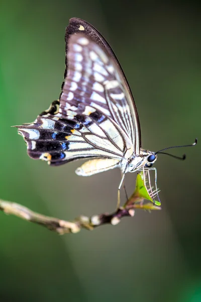 Schmetterling auf Blume — Stockfoto