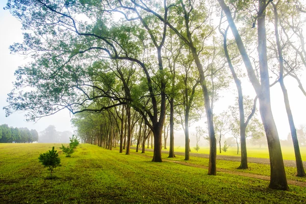 Prachtig park boom — Stockfoto