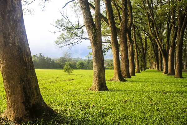 Hermoso árbol del parque —  Fotos de Stock