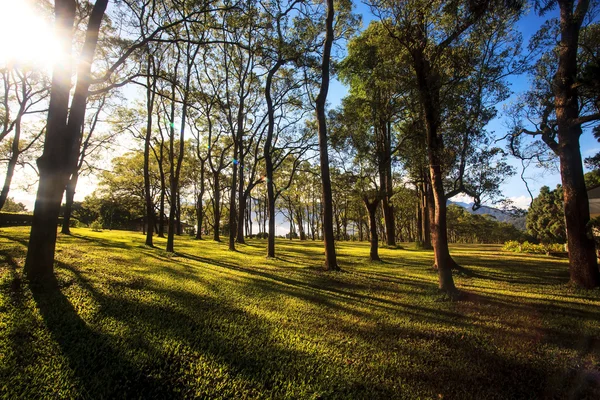 Güzel park ağaç — Stok fotoğraf