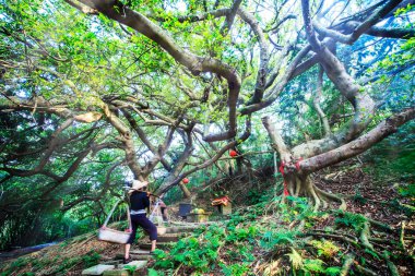 eski taş miaoli, Tayvan tapınakta yapılan