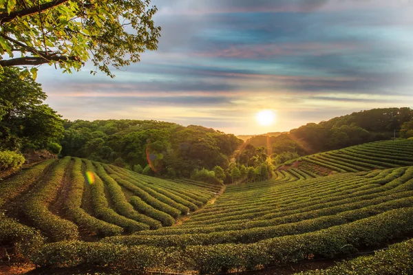 Vale da plantação de chá no dramático céu do pôr-do-sol rosa em Taiwan — Fotografia de Stock