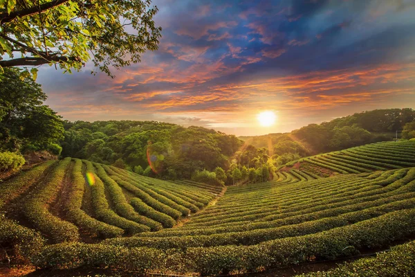 Dolina plantacji herbaty w różowy dramatyczne niebo zachód słońca na Tajwanie — Zdjęcie stockowe