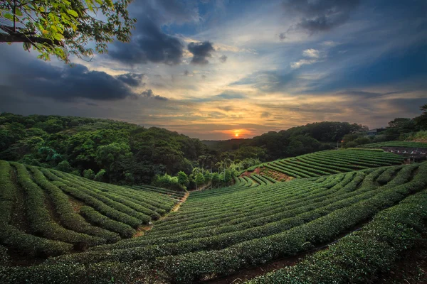 在戏剧性粉红色的夕阳的天空在台湾茶叶种植园谷 — 图库照片