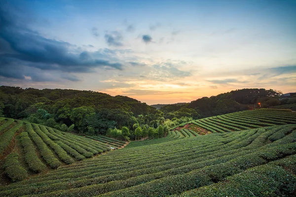 Teeplantage Tal bei dramatischem rosa Sonnenuntergang Himmel in Taiwan — Stockfoto