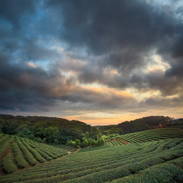 Teeplantage Tal bei dramatischem rosa Sonnenuntergang Himmel in Taiwan — Stockfoto