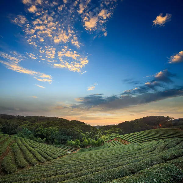 Valle della piantagione di tè al drammatico cielo rosa tramonto a Taiwan — Foto Stock