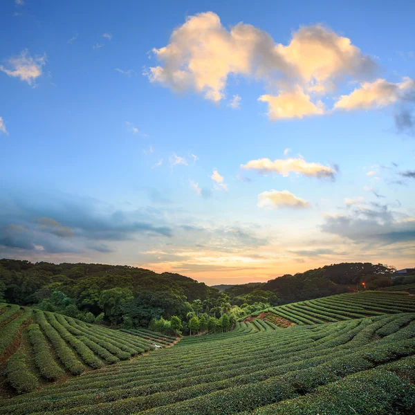 Teeplantage Tal bei dramatischem rosa Sonnenuntergang Himmel in Taiwan — Stockfoto