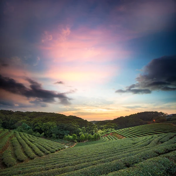 Tea ültetvény völgyben, drámai rózsaszín napnyugtakor ég Tajvanon — Stock Fotó