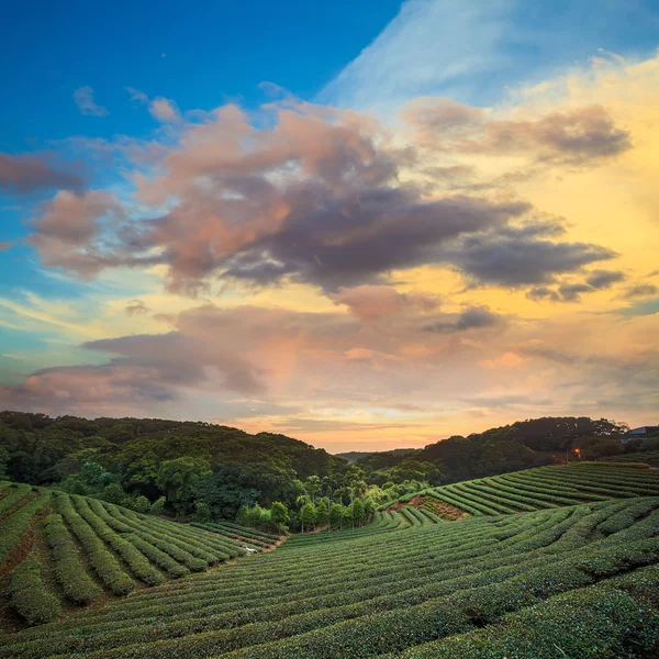 Vale da plantação de chá no dramático céu do pôr-do-sol rosa em Taiwan — Fotografia de Stock