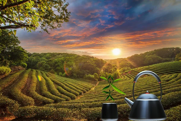 Tasse de thé et menthe avec un beau fond — Photo