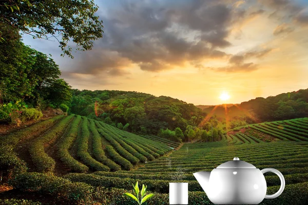 Tazza di tè e menta con un bel sfondo — Foto Stock