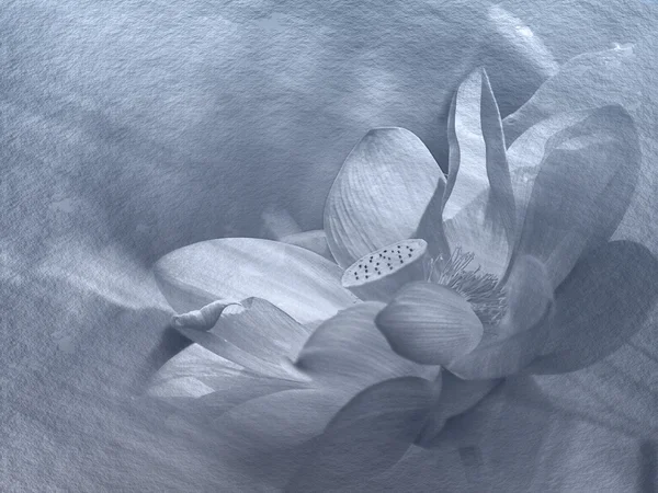 Sluiten op lotusblaadje, Ondiepe Dof. — Stockfoto