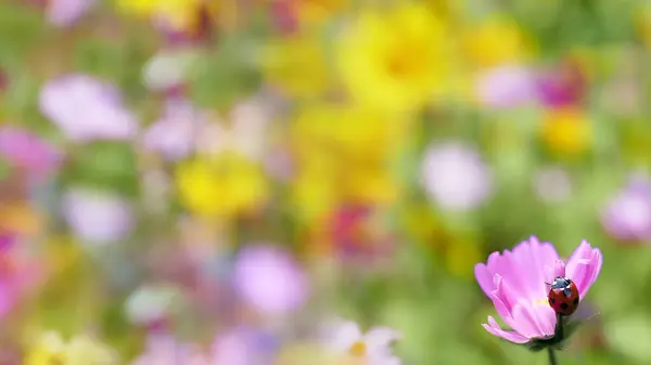 Blomsterträdgård Med Mycket Fint Väder För Bakgrund — Stockfoto