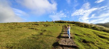 Qingtiangang, Tayvan-Ekim 15, 2021: Alp otlarının doğal kaynağı Tayvan 'ın Taipei şehrindeki Shangshan' da