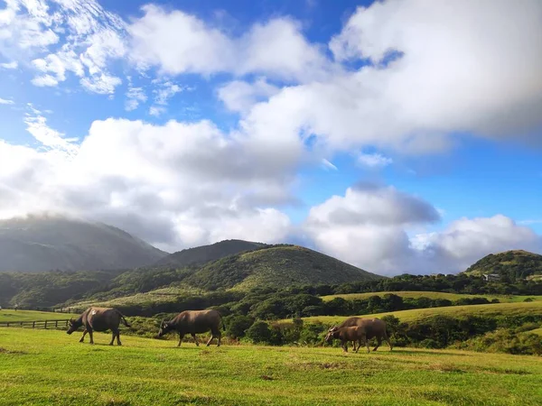 Qingtiangang Taiwan Oktober 2021 Die Natürliche Quelle Alpiner Gräser Ist — Stockfoto