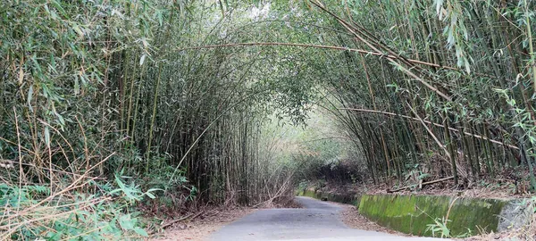 Wugayan Bamboo Forest Miaoli Nov 2021 1000 Meters Sea Level — Photo