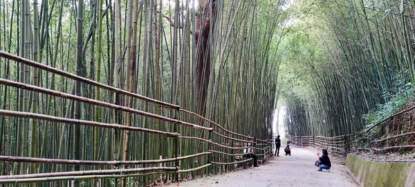 Wugayan Bamboo Forest Miaoli Nov 2021 1000 Metros Acima Nível — Fotografia de Stock