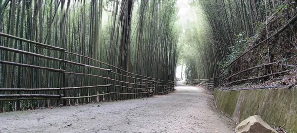 Wugayan Bamboo Forest Miaoli Nov 2021 1000 Metros Acima Nível — Fotografia de Stock