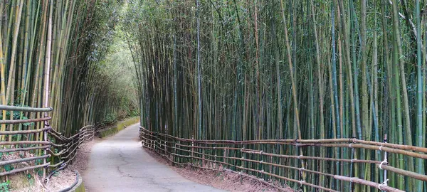 Wugayan Bamboo Forest Miaoli Nov 2021 1000 Metros Acima Nível — Fotografia de Stock