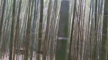 Wugayan Bambu Ormanı, Miaoli-Nov 3, 2021 deniz seviyesinden 1000 metre yukarıda, en güzel bambu ormanı sırrı, Tayvan
